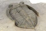 Bumpy Zlichovaspis Trilobite - Lghaft, Morocco #240535-5